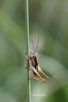 Roesels Beißschrecke (Metrioptera roeselii)